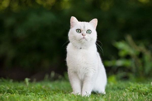 Mơ thấy mèo trắng có phải là gặp ma quỷ không?