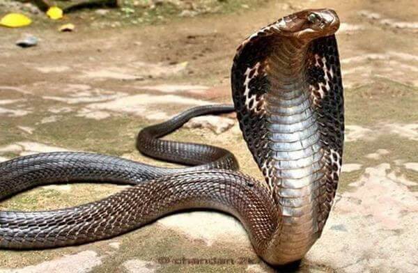 Mộng thấy đôi rắn đang quấn nhau có phải là điềm báo về chuyện tình cảm?