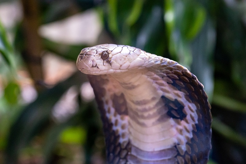 Người kinh doanh mộng thấy rắn có giàu được không?